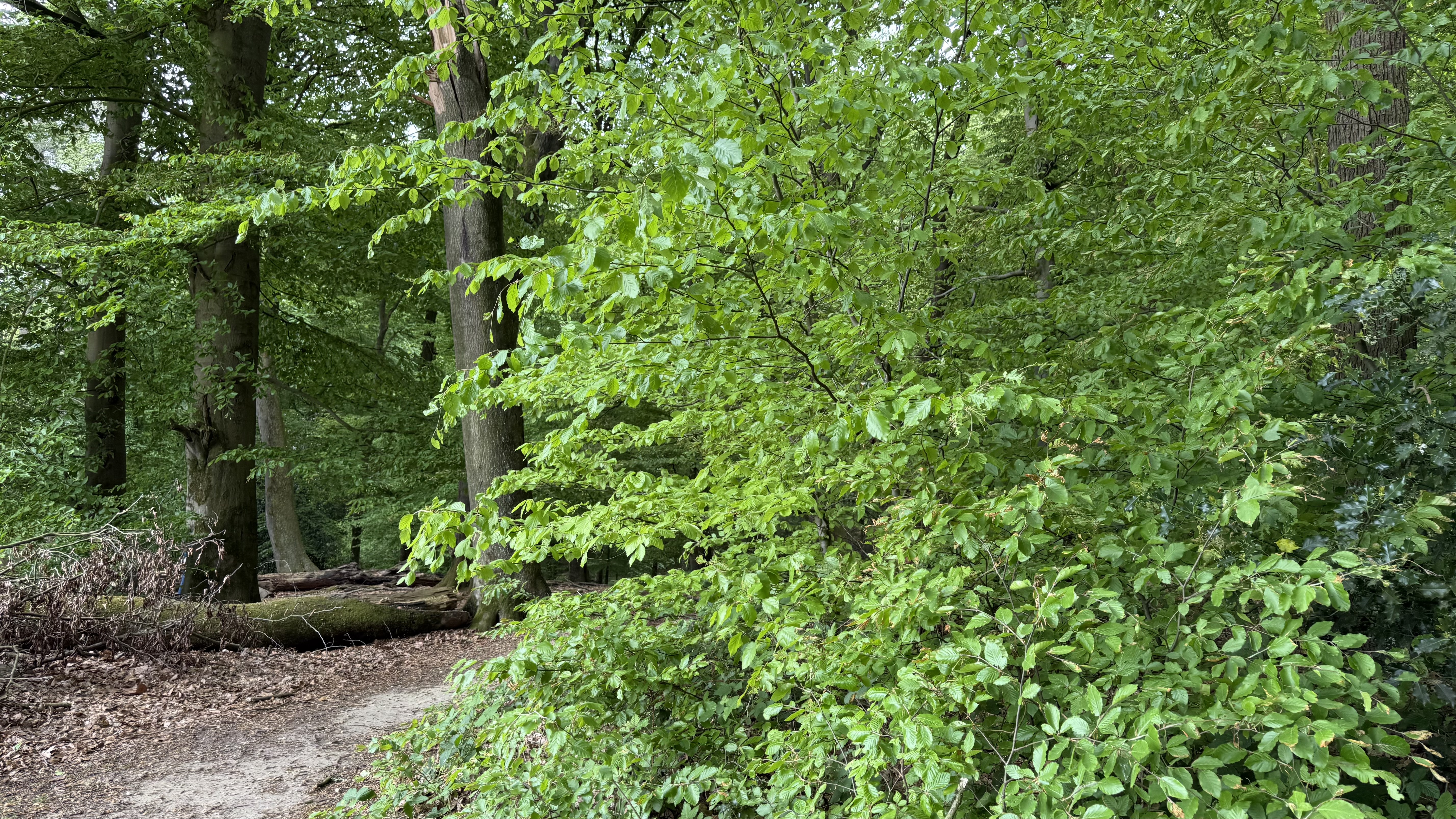 Bild 7 – Aktivierung Tüschenwald - Kurz vor dem Regen