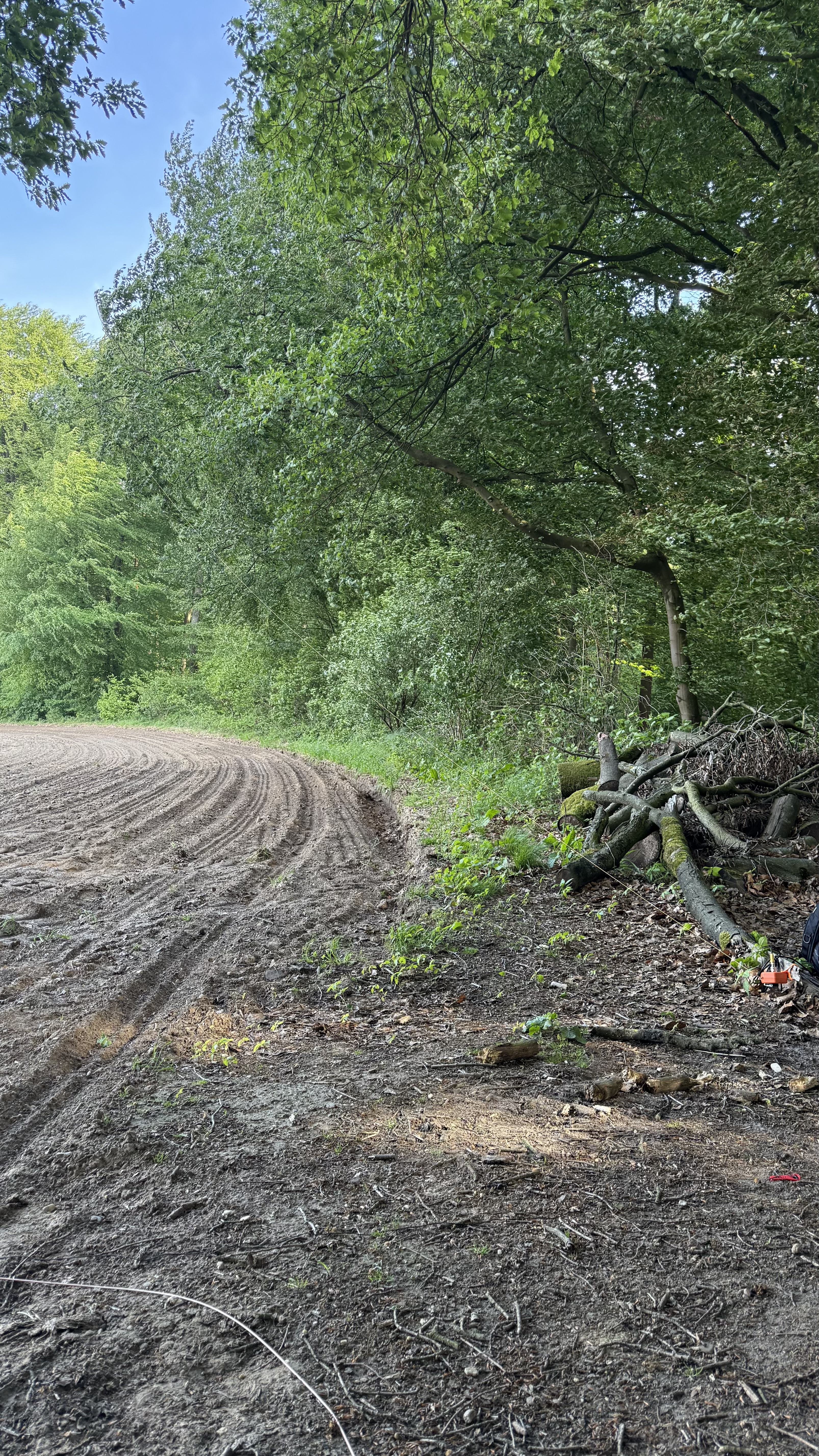 Bild 3 – Muttertag im Tüschenwald